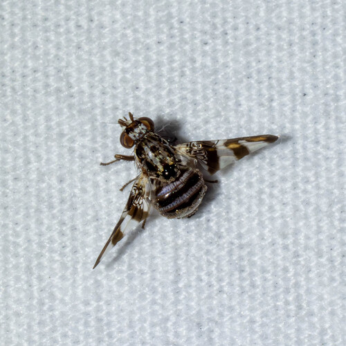Unknown species found near Meadow Creek Dr, Austin, TX, USA