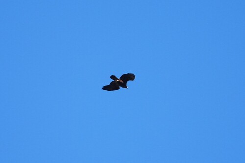 Avistamiento Águila real (Sierra Nevada)