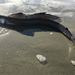 北方帆蜥魚 - Photo (c) fowlerope，保留所有權利