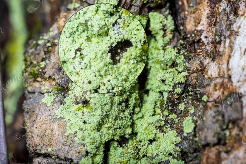 Fluffy Dust Lichen