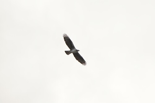 Avistamiento Águila perdicera o águila azor perdicera