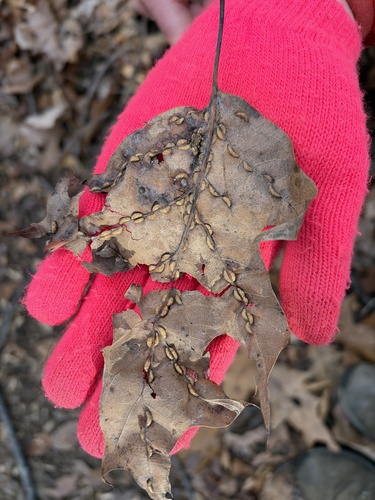 Unknown species found near Warrenton, VA, US