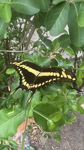 Thoas Swallowtail
