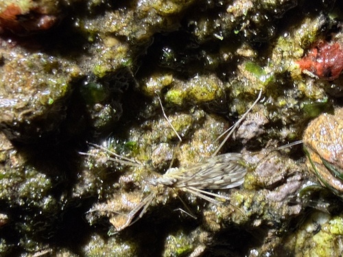 Unknown species found near Vashon Island, Vashon, WA, US