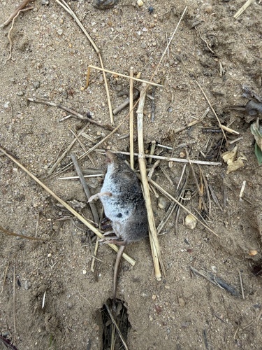 Masked Shrew observed by aidanperkins37