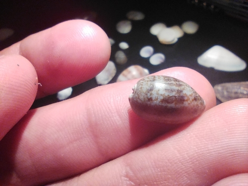 Annette's cowrie (Pseudozonaria annettae)
