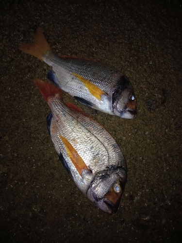 Doublebar Bream