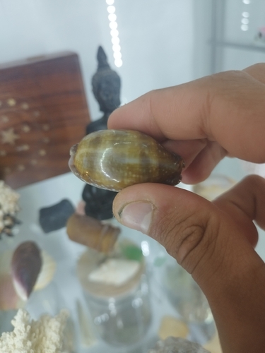 Little Deer Cowry (Macrocypraea cervinetta)