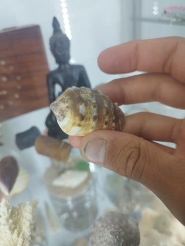Contracted Cowry Helmet (Cypraecassis coarctata)
