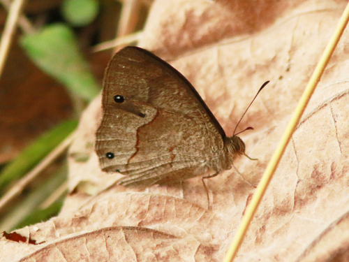 Heteropsis erebina