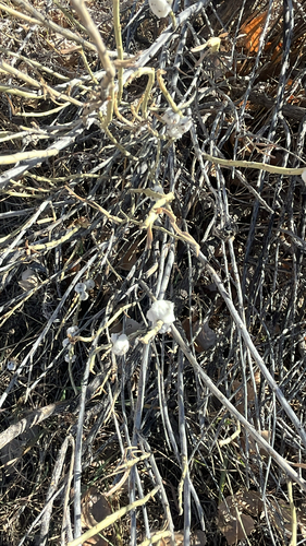 Unknown species found near Dam Trail, Aurora, CO, US