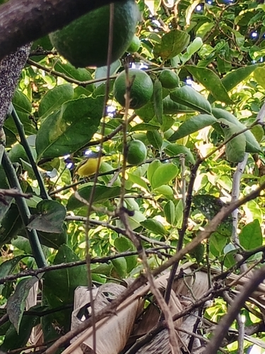 Common Tody-Flycatcher