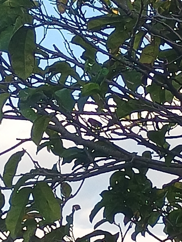 Sooty-fronted Spinetail
