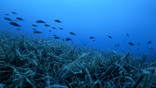 Chromis chromis
