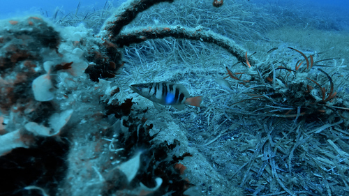 Serranus scriba