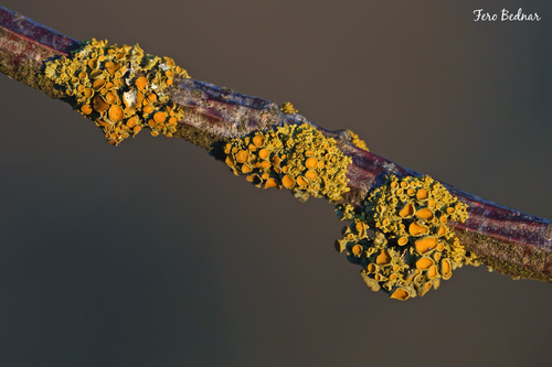 Polycauliona polycarpa