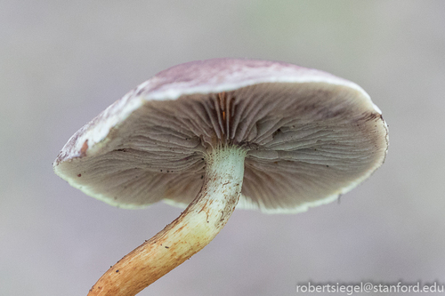 iNaturalist observation photo of Sulphur Tuft