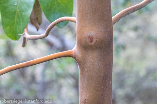 iNaturalist observation photo of Pacific madrone
