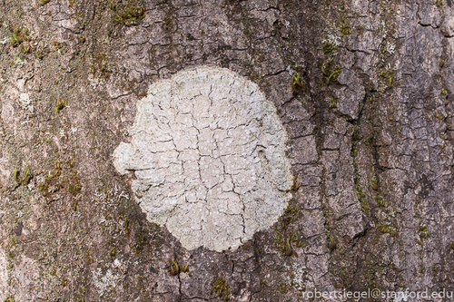 iNaturalist observation photo of Whitewash Lichen
