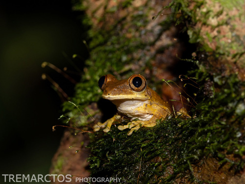 Tai Forest Tree Frog
