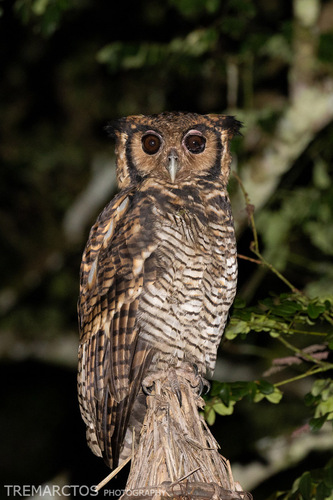 Fraser’s Eagle Owl