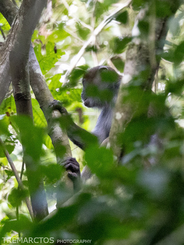 Olive Colobus