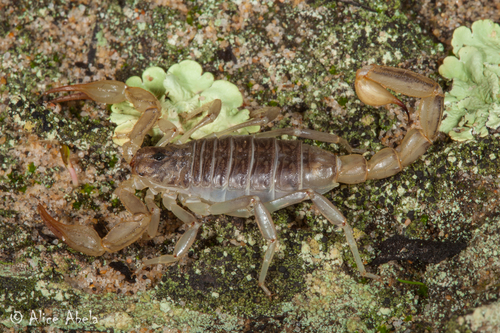 California common scorpion