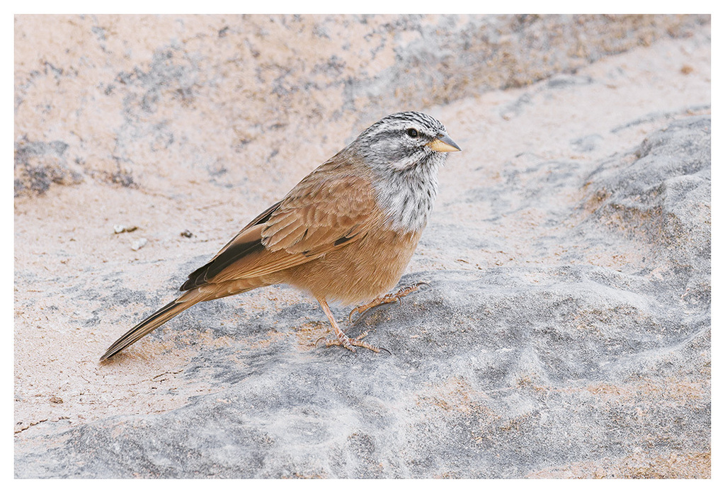 House Bunting (Emberiza sahari) photo