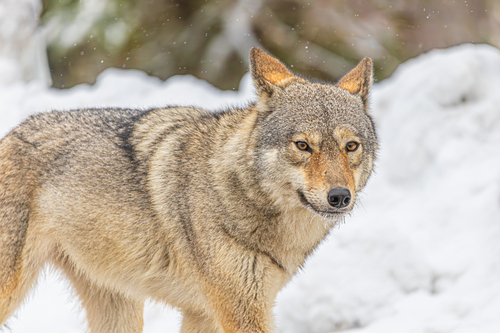 Eastern Wolf