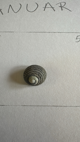 Diloma aethiops