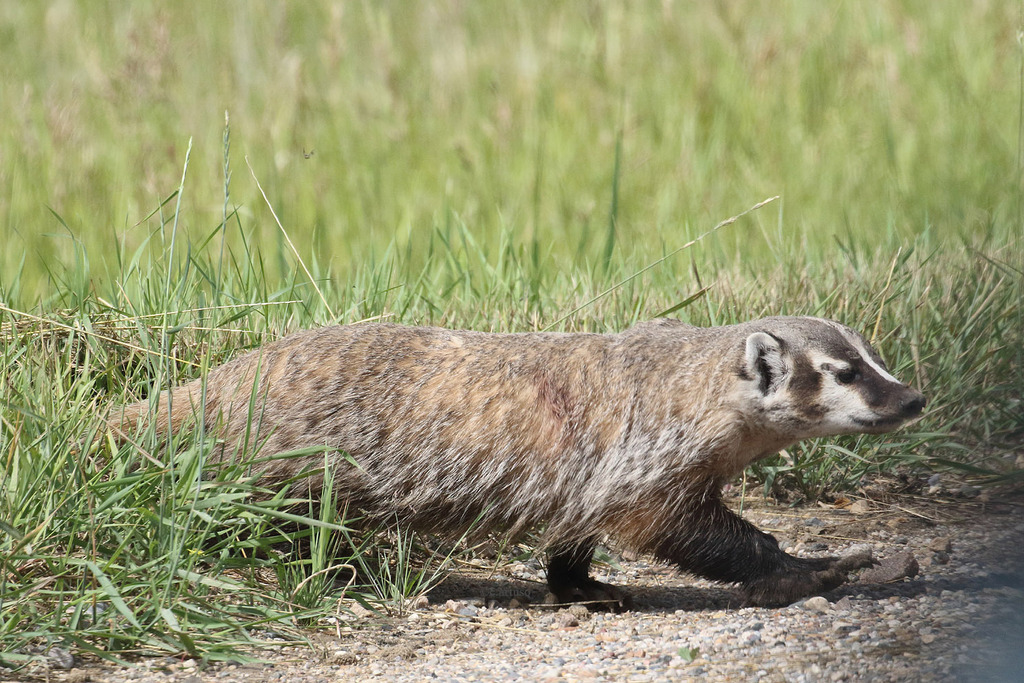American Badger from ċanupa wakpa on July 10, 2016 at 10:11 AM by ...