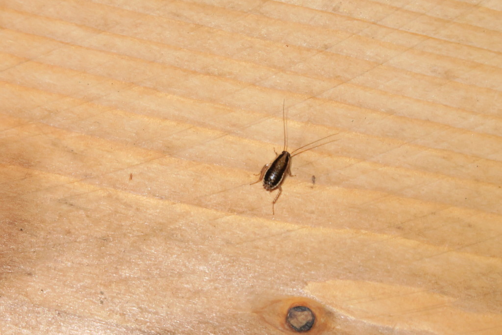 German Cockroach from 香港林村 on December 25, 2019 by Kelvin Wu · iNaturalist