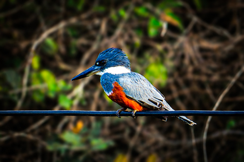 Ringed Kingfisher