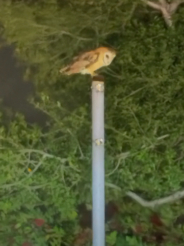 View observation of {o.common_name} on iNaturalist