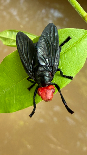 Red-headed Fly