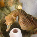 Observation photo