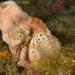 Observation photo