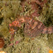 Observation photo