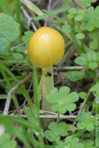 iNaturalist observation photo of yellow fieldcap