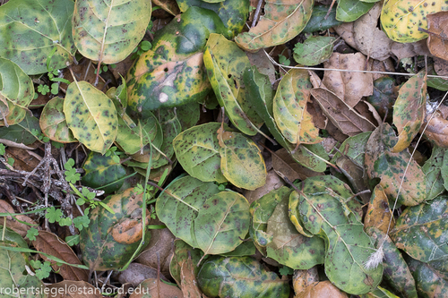 iNaturalist observation photo of coast live oak