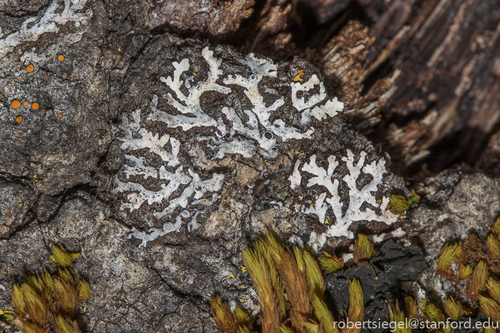 iNaturalist observation photo of Fungi Including Lichens