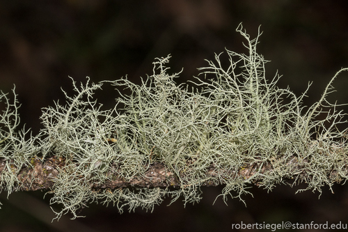 iNaturalist observation photo of beard lichens