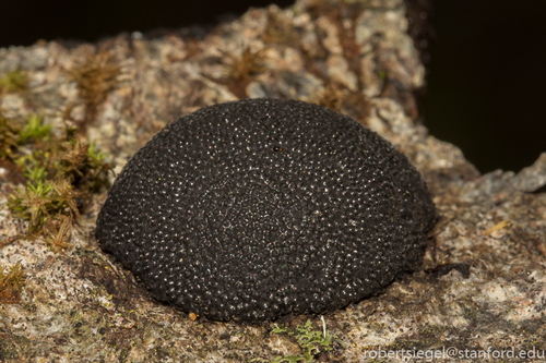 iNaturalist observation photo of Cramp Balls