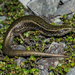 Canterbury Spotted Skink - Photo (c) Euan Brook, all rights reserved, uploaded by Euan Brook