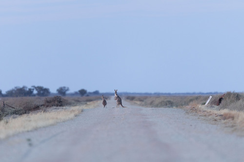 Red Kangaroo