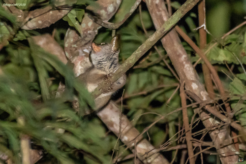 Thomas's Dwarf Galago