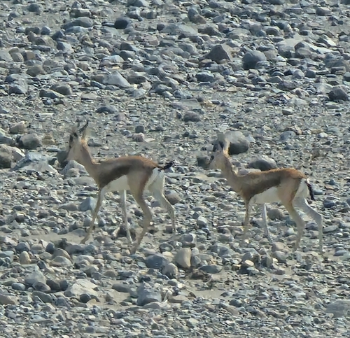 Dorcas Gazelle