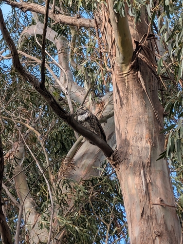 View observation of {o.common_name} on iNaturalist