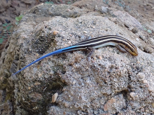Rainbow Skink