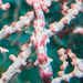 Observation photo